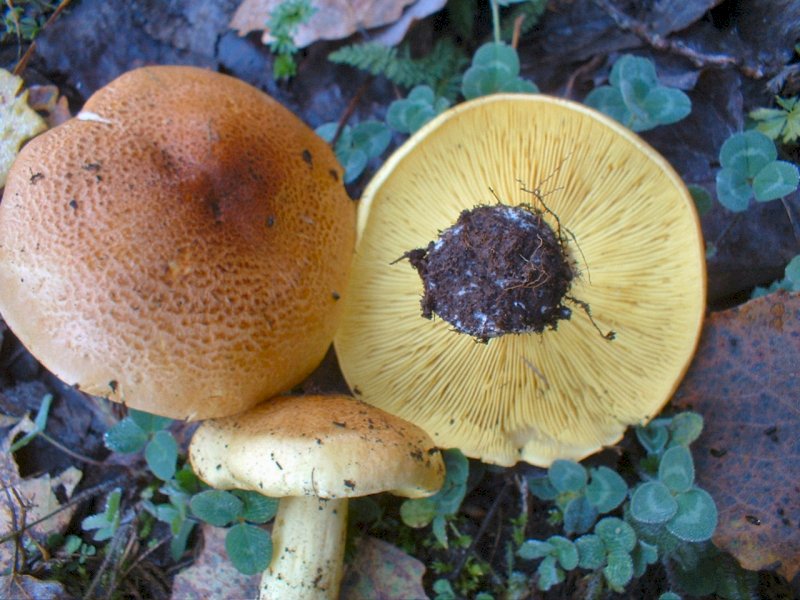 che tricholoma 